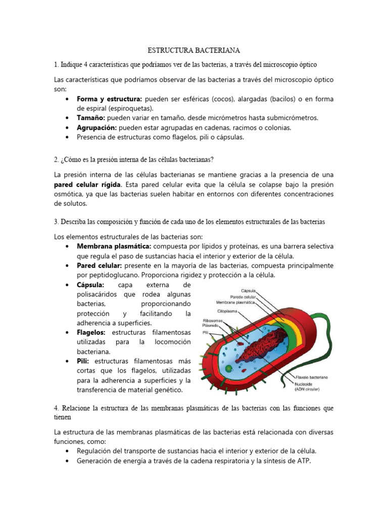Estructura Bacteriana | PDF | Las bacterias | Bacterias Gram-negativo