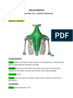 Guia de Musculo (Cintura Escapular y Cadera)