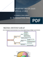 Neuroanatomi Brain Dan Spinal Cord