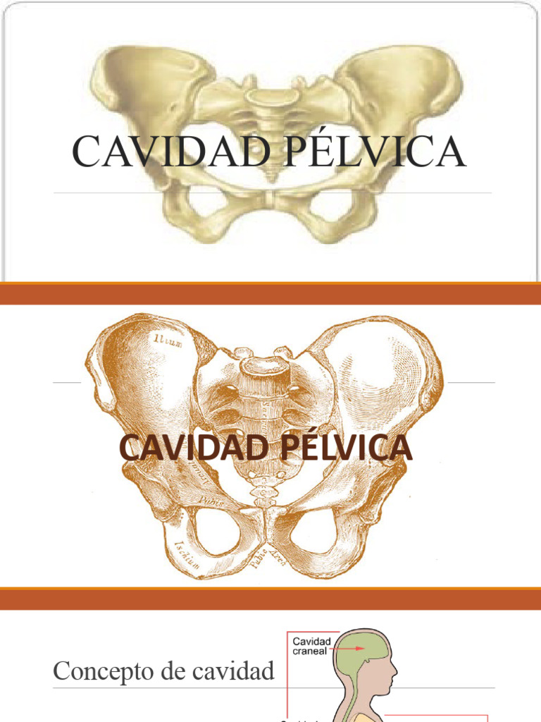 Cavidad Pélvica 4 PDF Pelvis Sistema urinario