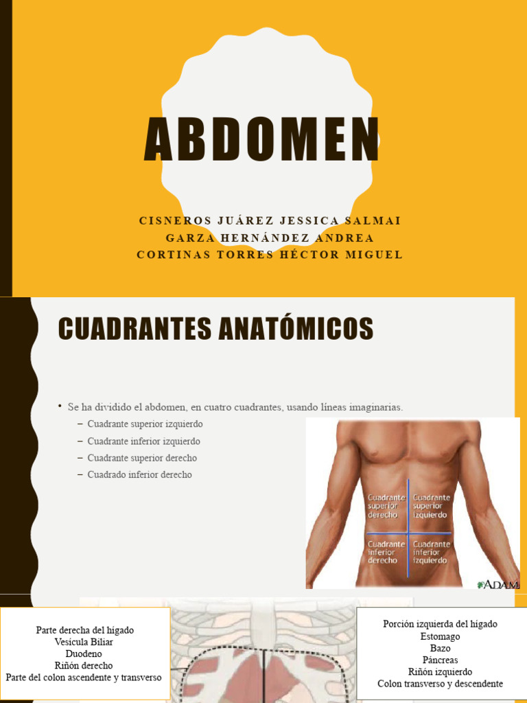 Abdomen V2 | PDF | Abdomen | Tracto gastrointestinal