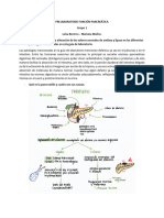 PreLab Función Pancreática Grupo 1