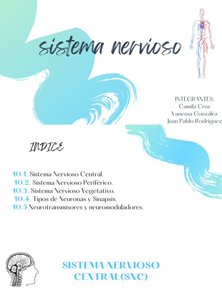 Estructura y Funciones del Sistema Nervioso | PDF | Sinapsis | Sistema ...