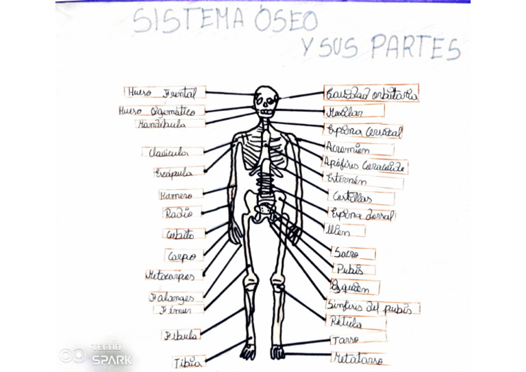 Sistema Óseo y Sus Partes Ooo | PDF