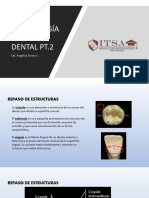 Morfologia Dental Clase 2