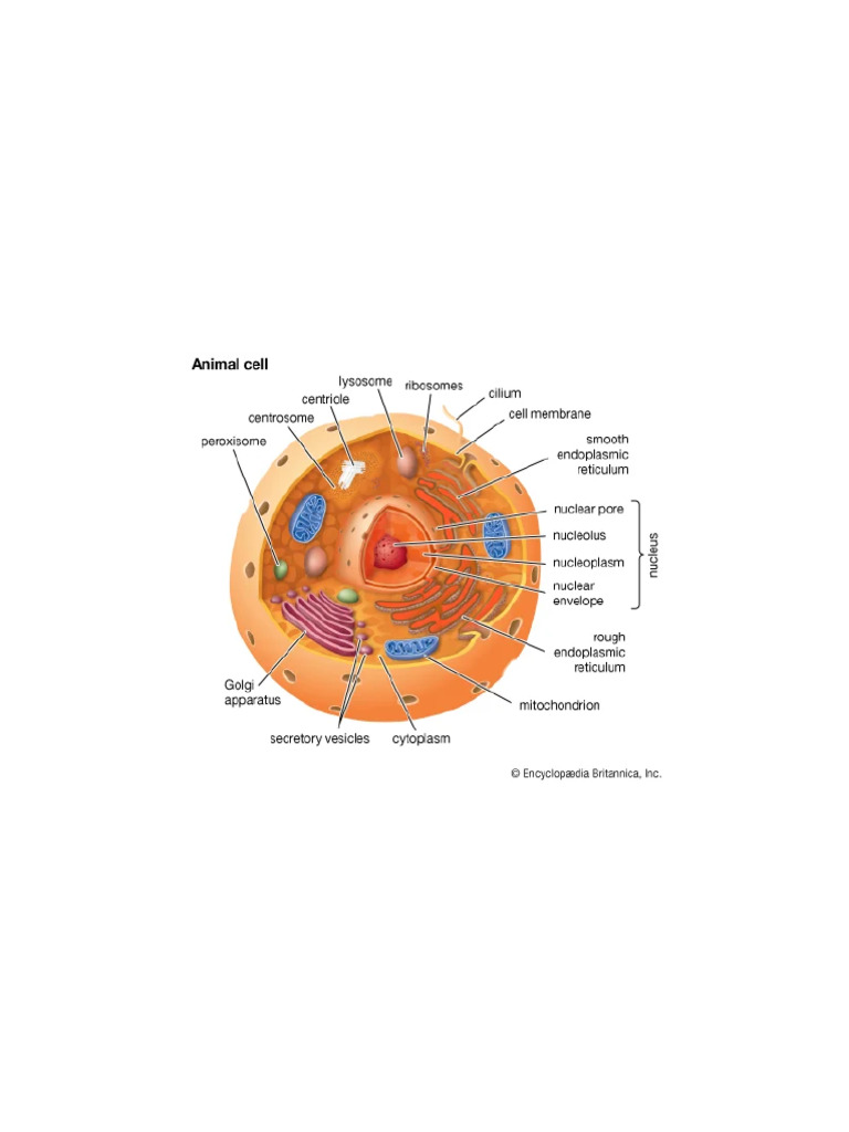 Cell Definition, Types, Functions, Diagram, Division, Theory, & Facts