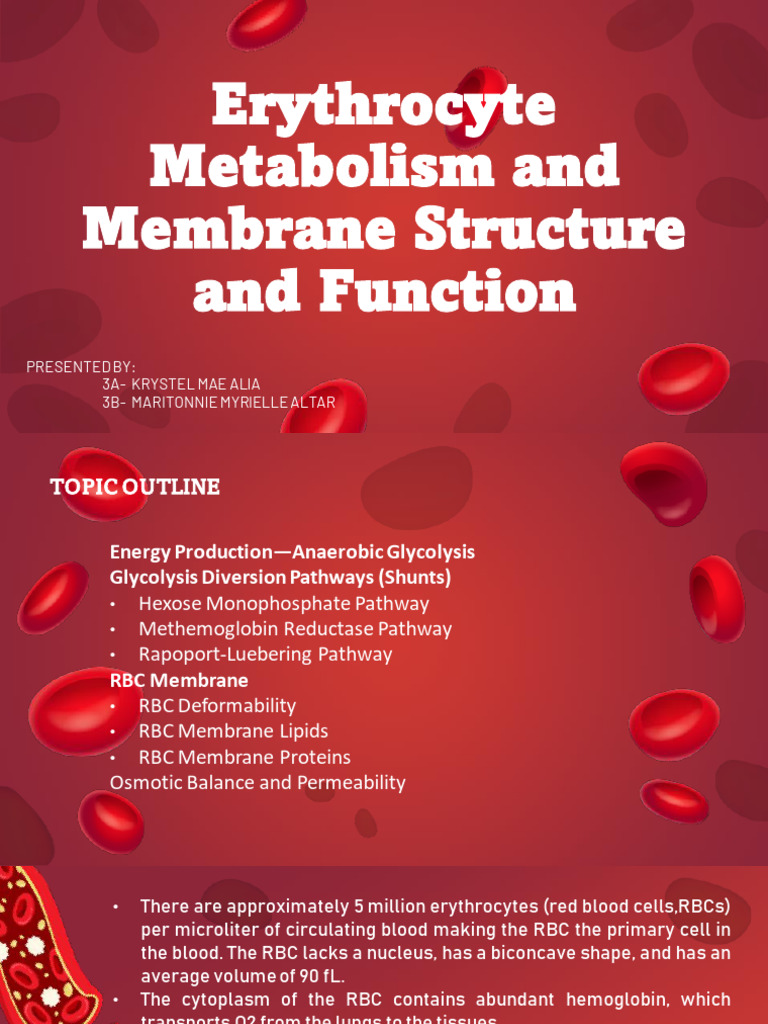 Erythrocyte Metabolism and Membrane Function | PDF