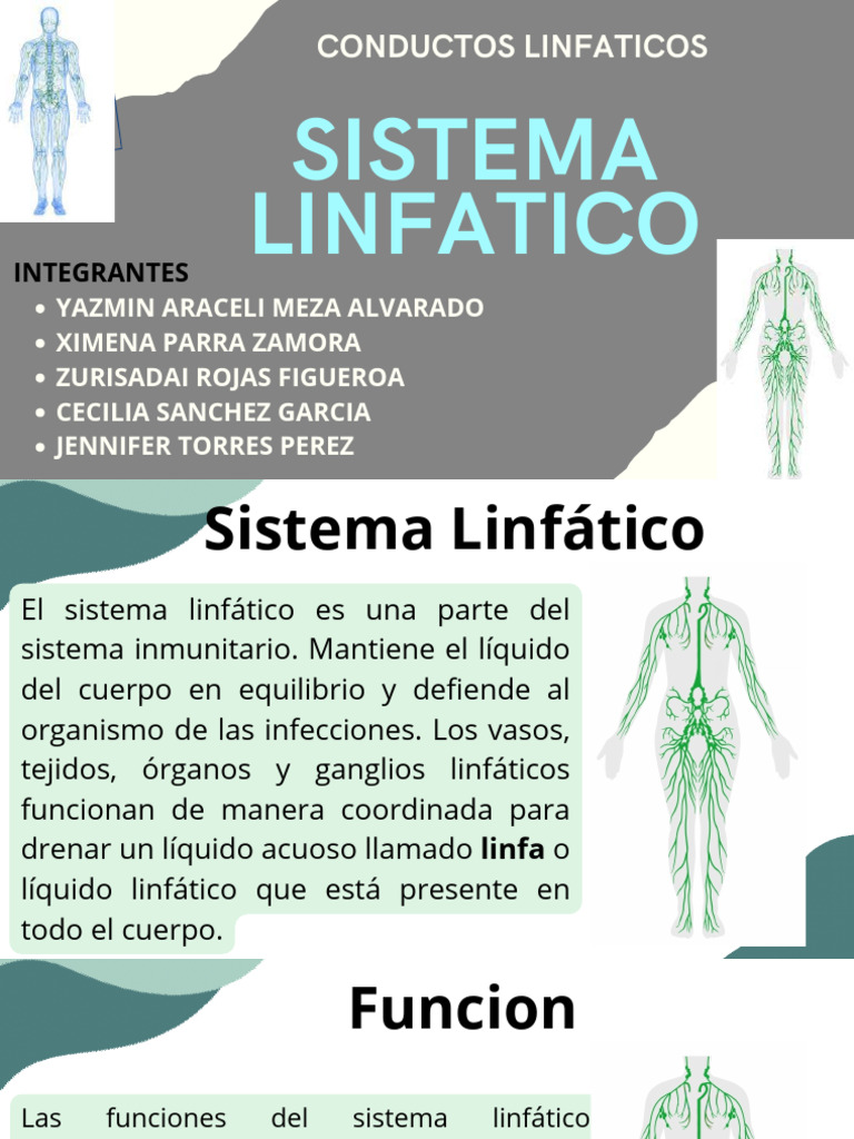 Sistema Linfático Anatomía Pdf Sistema Linfático Linfa