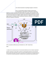 Fibrosis Quistica