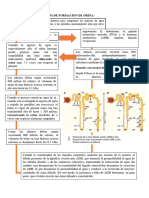 Mecanismos Básicos de Formación de Orina