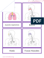 Aparato Respiratorio Letra Imprenta