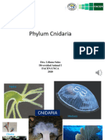 1 Phylum Cnidaria