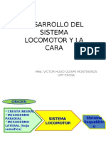 Desarollo Del Sistema Locomotor y La Cara