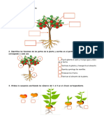 REFORZAMIENTO Las Plantas