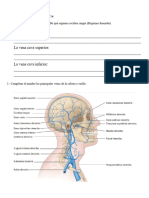 GUIA DE ANATOMÍA SESIÓN 9 Sistema Venoso y Linfático