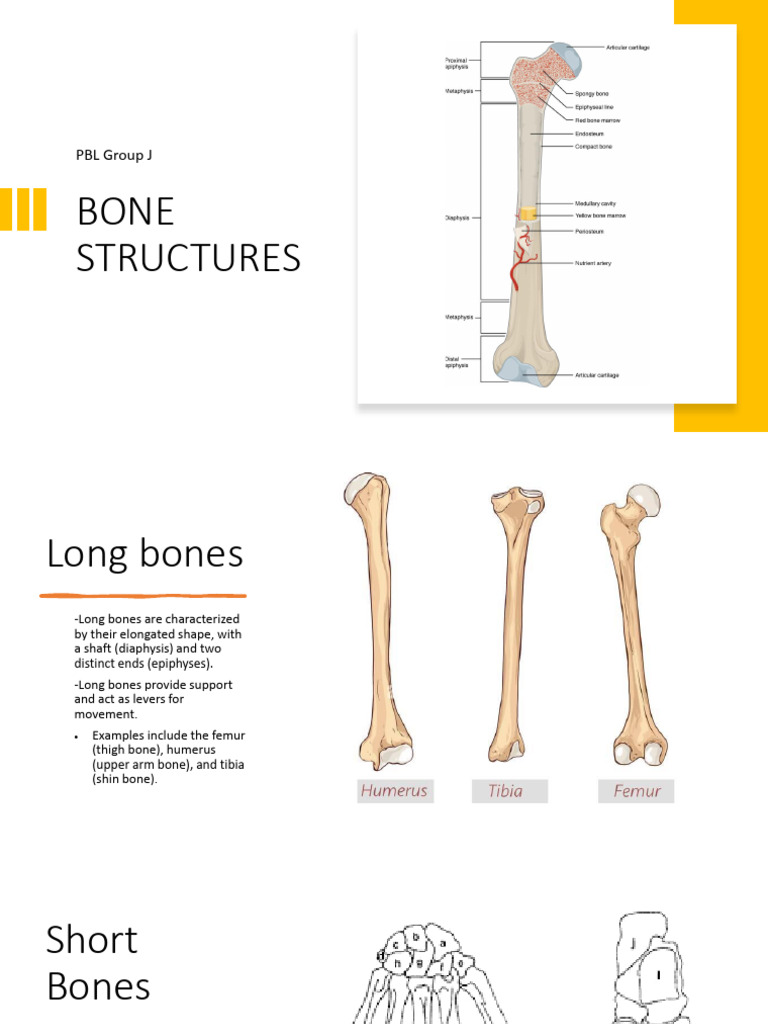 Bone Structures Biology Diagrams