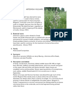 Artemisia Vulgaris Fact Sheet