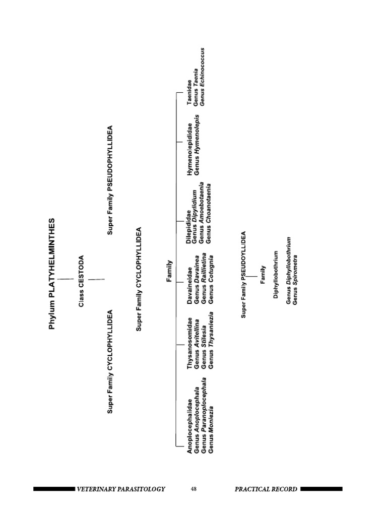 Cestodes Classification | PDF