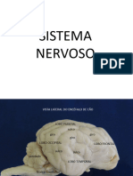 Sistema Nervoso Prática