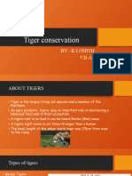 Tiger Conservation