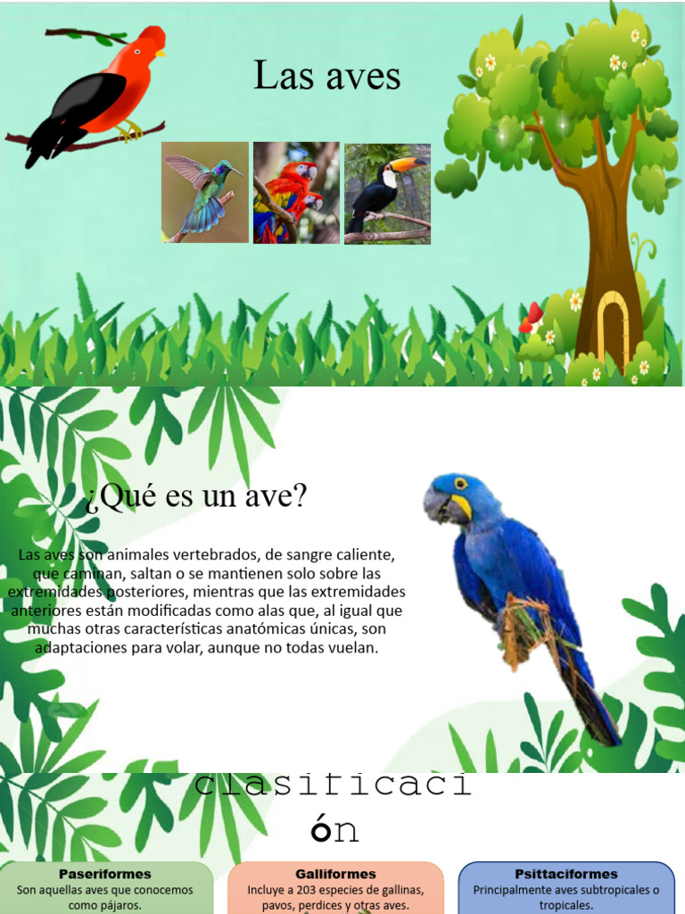 Las Aves | PDF, image size:768x1024