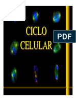 Ciclo Celular e Mitose