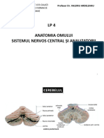 ANATOMIE SNC LP 4 Configuratia Externa A Cerebelului