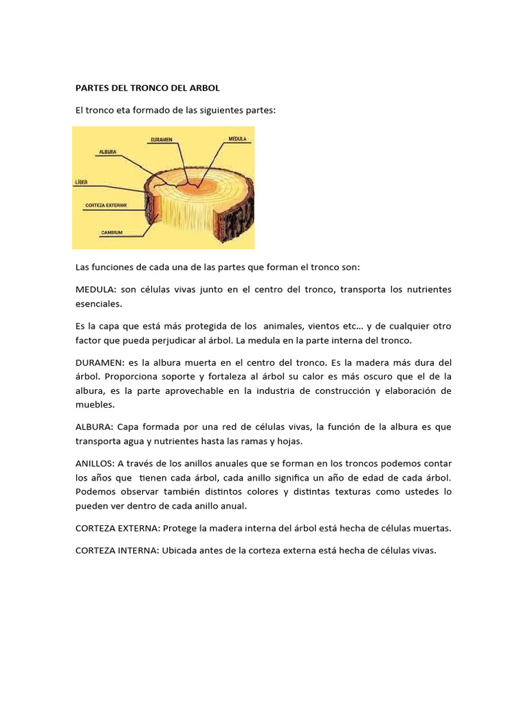 Image Result For Partes Del Tronco De Un Arbol Area Tecnologia