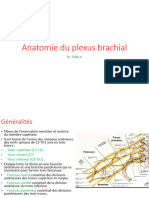 Anatomie Du Plexus Brachial