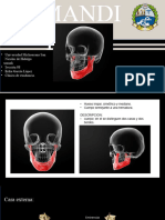 Mandibula