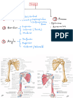 Scapula (Bone and Attachment) Flowchart