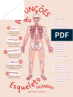 Cartaz Educacional - As Funções Do Esqueleto Humano