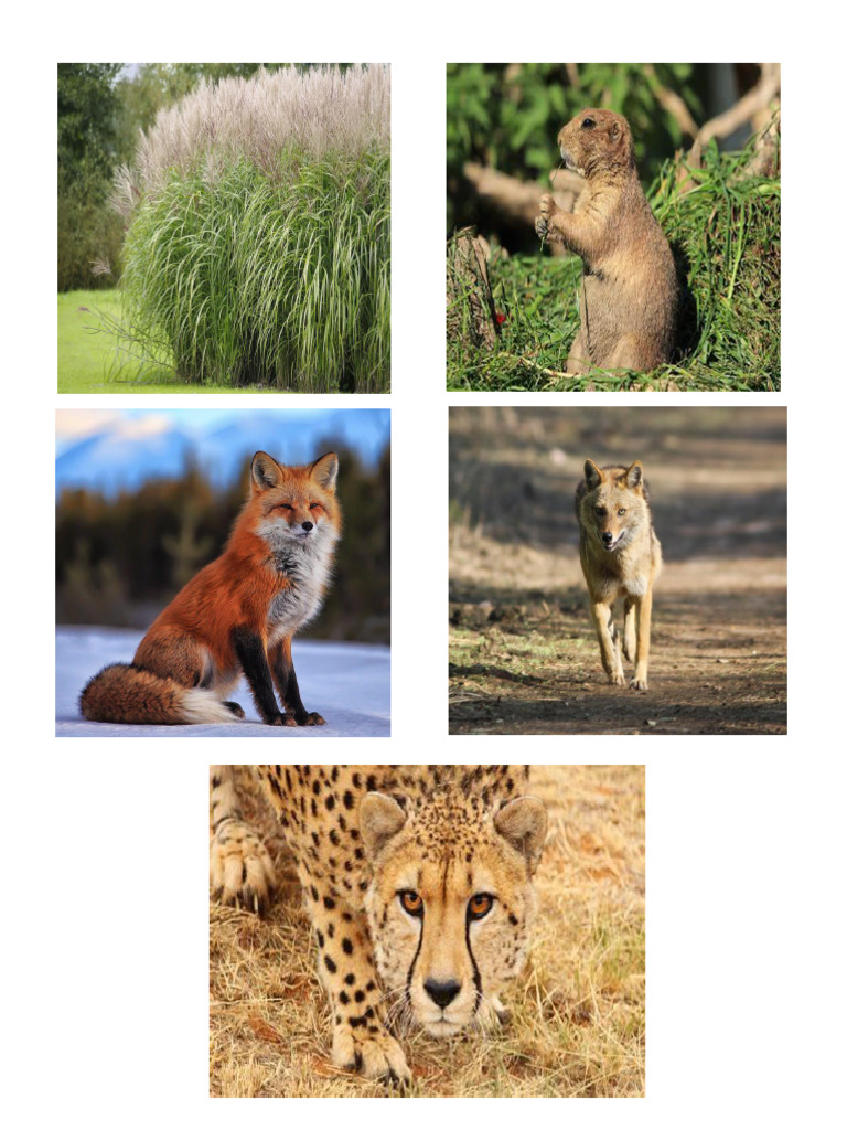 grassland food chain Biology Diagrams