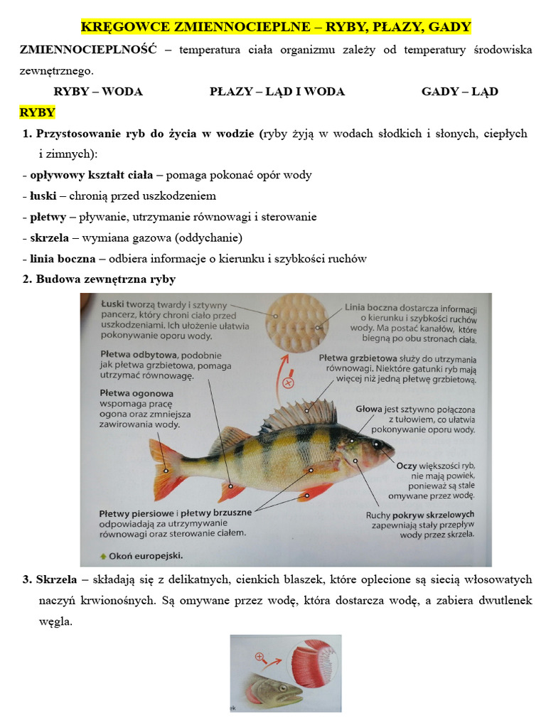 kr-gowce-zmiennocieplne-pdf