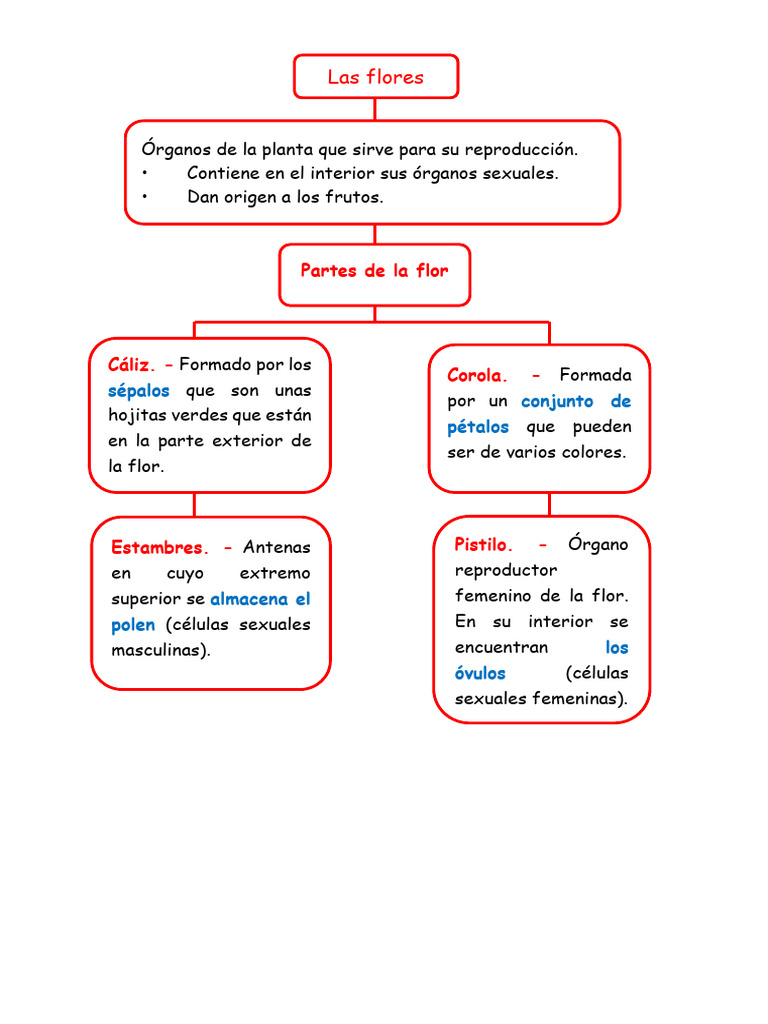 39 Flor y Fruto Mapas | PDF | Fruta | Flores, image size:768x1024