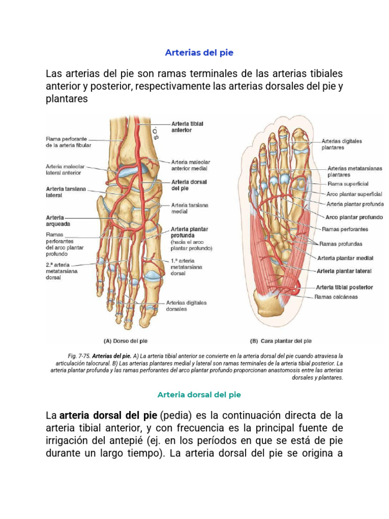 arterias-del-pie-pdf-pie-dedo-del-pie