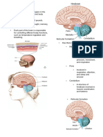 The Brain - TRANSES