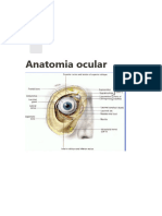 Anatomia ocular