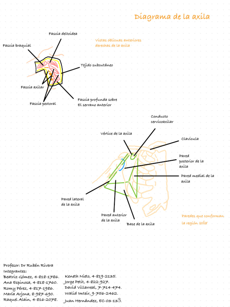 Anatomía de la Axila y sus Estructuras | PDF | Extremidades (anatomía ...