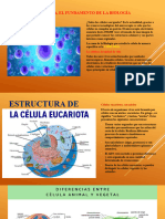 La Citología - Eucariotas - Organelos y Funciones