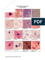 Digital Picture Human Malaria