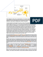 Neuron Writing Ielts Task 1