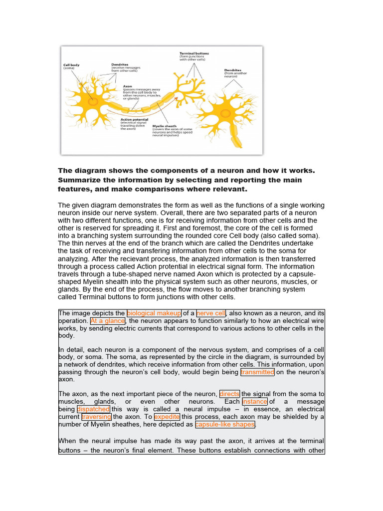 Neuron Structure and Function Overview | PDF | Neuron | Axon