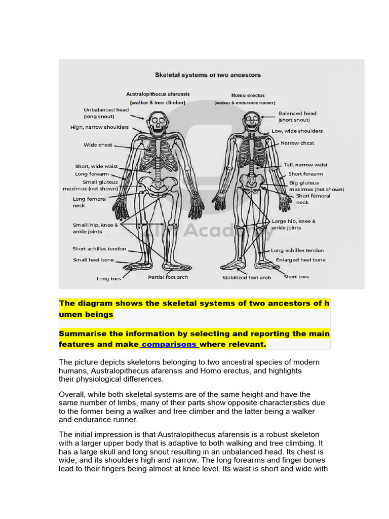 Skeletal Systems Writing Ielts Task 1 | PDF