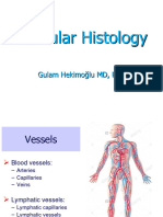 Vascular Histology 1