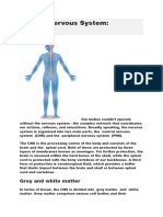 Central Nervous System (BRAIN)