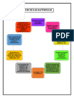 Organizador grafico LENGUAJE