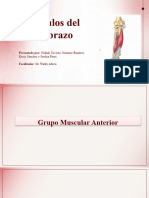 Musculos Del Antebrazon Nta