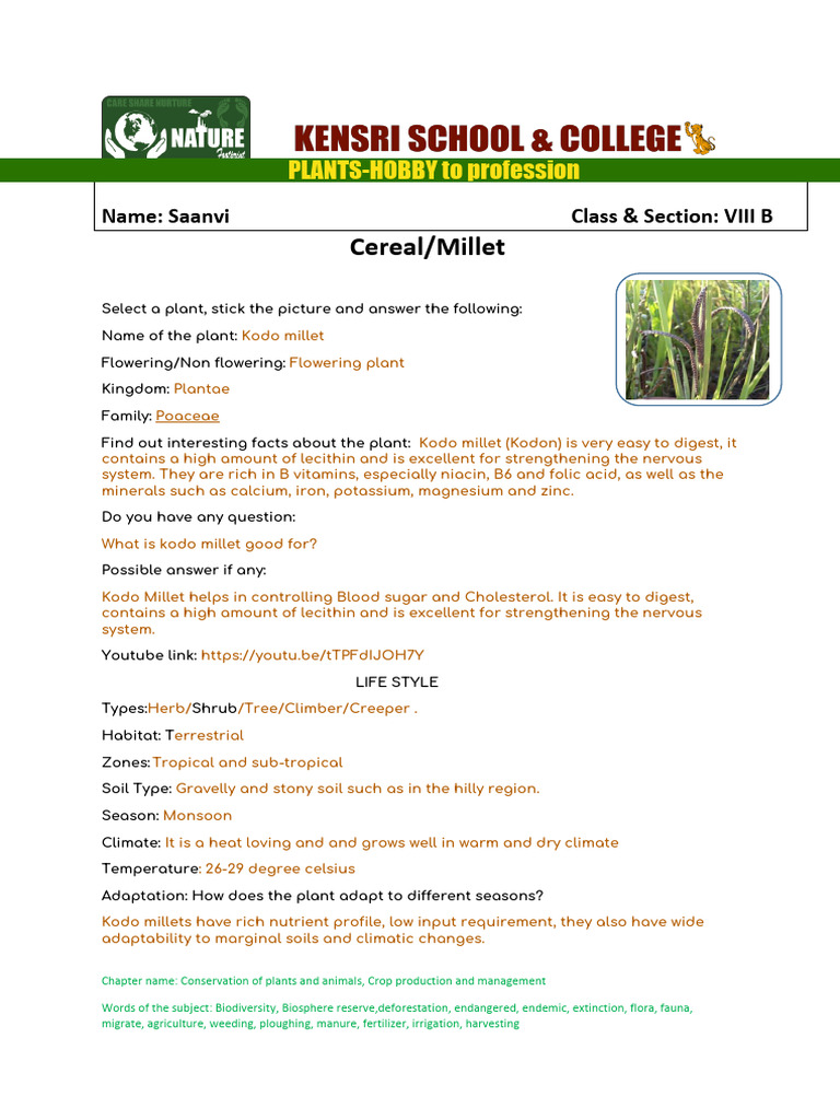 Millets Application Sheet - Kodo Millet | PDF