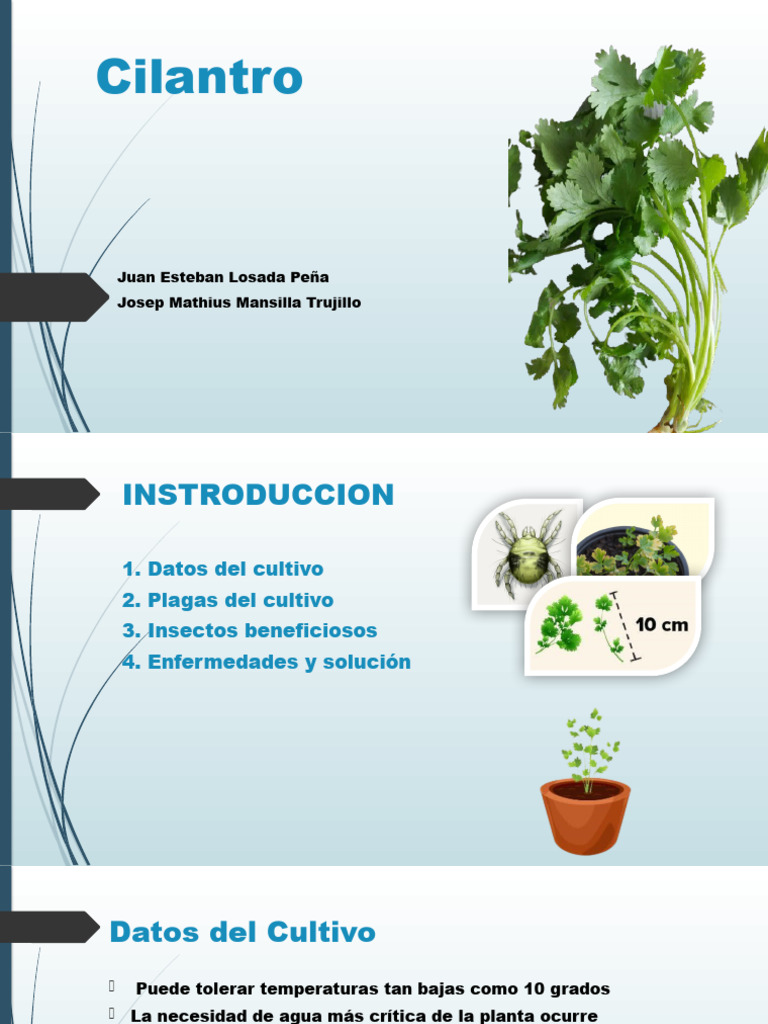Plagas y Enfermedades del Cilantro | PDF | Insectos | Pseudomonas